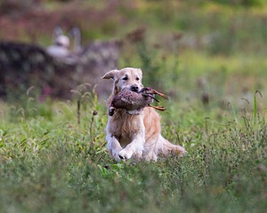 Ghillie Deresienska
