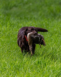 20170603-SHRL-1029.jpg