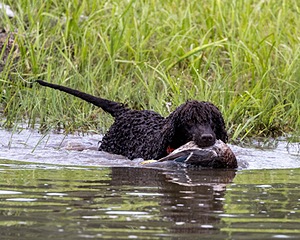 Ghillie Kezer