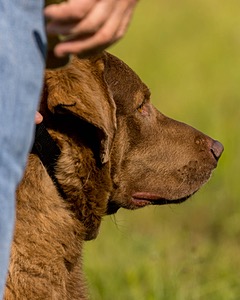 Scout Young