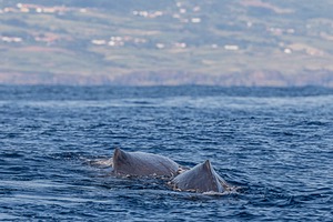 Sperm Whale