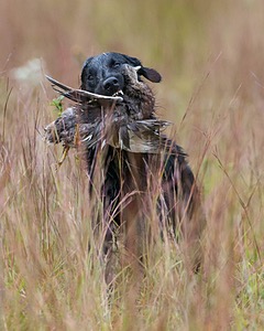 Gunner