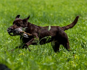 Moose Molle