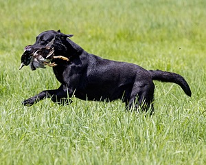 Cane Robichaud