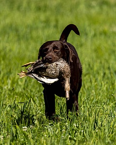 Otter Donlon