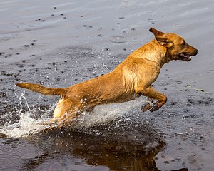 Gauge Kilby