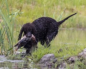 Ghillie Kezer