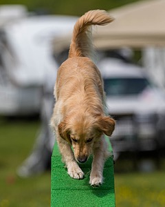 Ollie Erbe