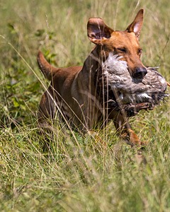 Gauge Kilby