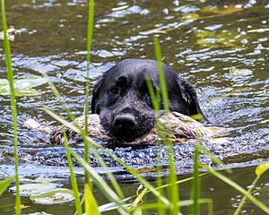 Scout