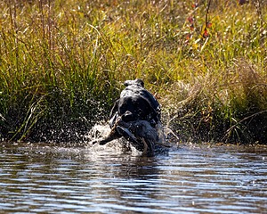 Ruger Harrelson