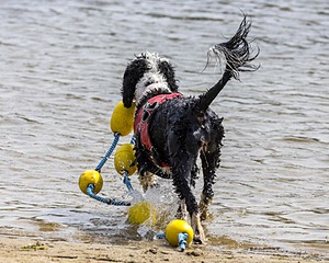Sea Proulx