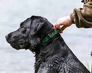 20170603-SHRW-1453.jpg