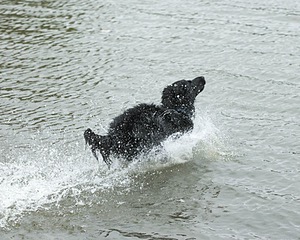 Splash