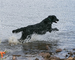 Barry