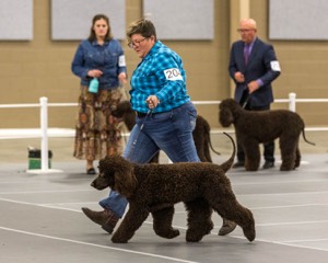 204 - CH Brekkon’s Brown Eyed Girl At Flintcrest DJ CGC TKN FTI