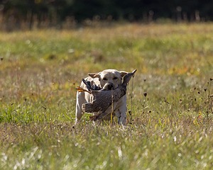 Gypsybog's Stilton Meer "Tillie"