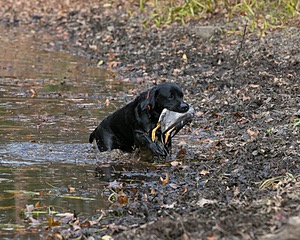 Rustle