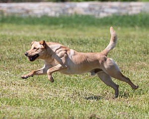 20130601-SHRL-0342.jpg