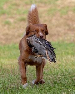 Ganser Baillargeon