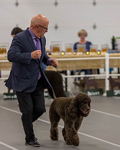 36 - GCH Blackthorn’s Lass That Loves A Sailor in Wicklow CD
RM CGC