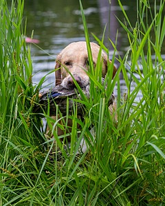 Daylee Reed