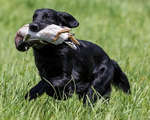 Hunter Law