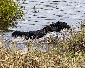 Splash Smilas