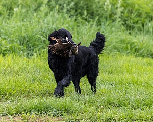 Cash Ogeka