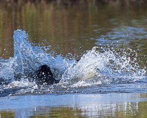 Otter William