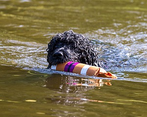 Perry
