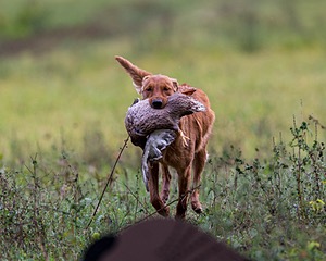 Montee DeBernardi