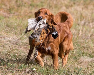 Tracker