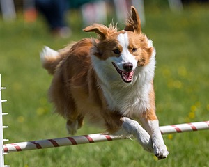 20170521-NEAT-0376.jpg
