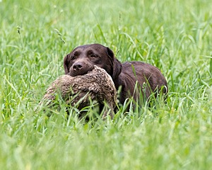 20160604-SEAL-1183.jpg