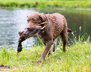 Hunter Law