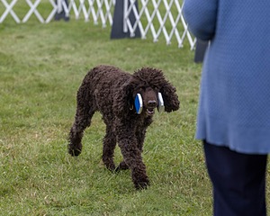 CH MACH2 Chantico's Super G O'Muddy Waters CD RN JH MXG PAD MJC PJD MXF T2B2 FTN WC (Ghillie)