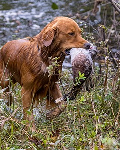 Rylee Sullivan