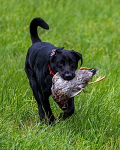 Zeke McNeil