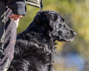 Gunner McCluer