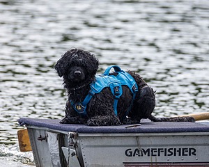 Boaty Bellicose