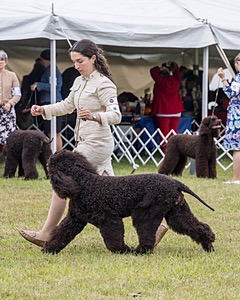 20 - GCHS CH POOLE'S IDE SAY NO MORE OHS CD RE JH DS (Simone)
