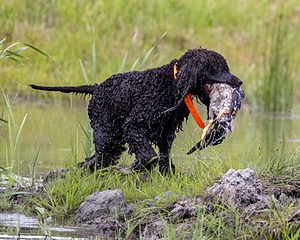Ghillie Kezer