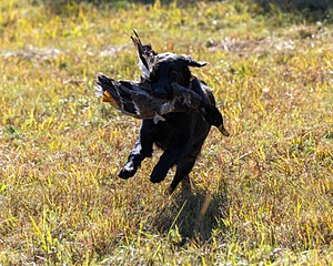 Test Dog