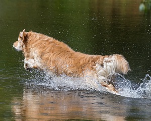 Ghillie Deresienska