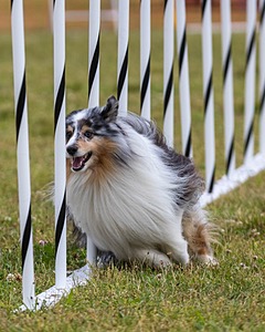 20190616-CCKC-0431.jpg