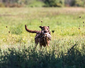 Mocha Barrett