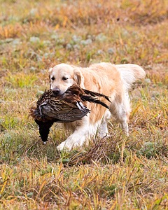Ghillie
