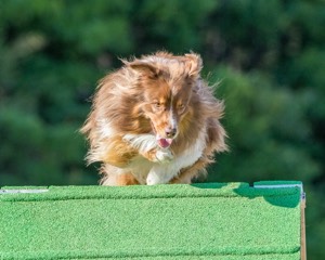 20160618-CCKC-2452.jpg