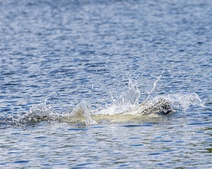 20170820-CWD-0025.jpg